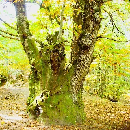 Conventual Sierra De Gata سان مارتن دي تريفيخو